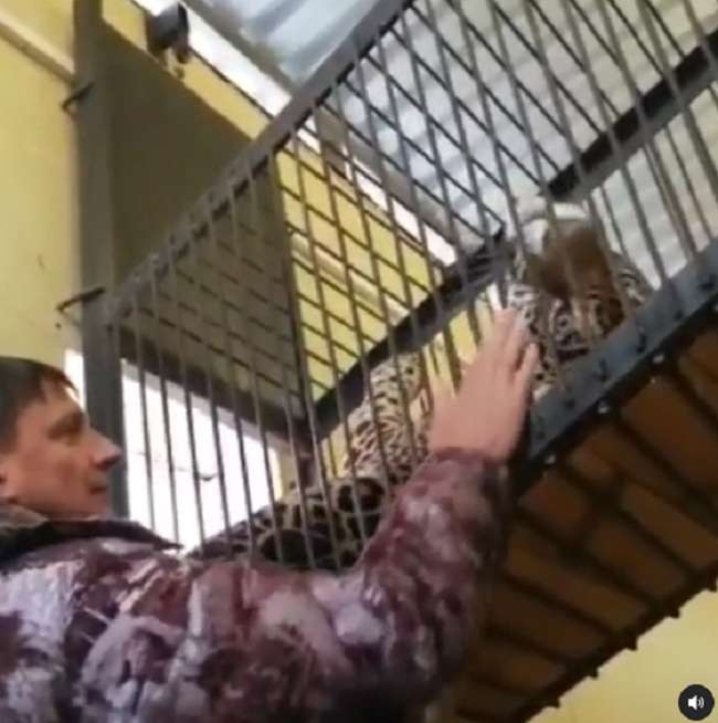 
		
		Директор пензенского зоопарка показал милое видео с массажем
		
	