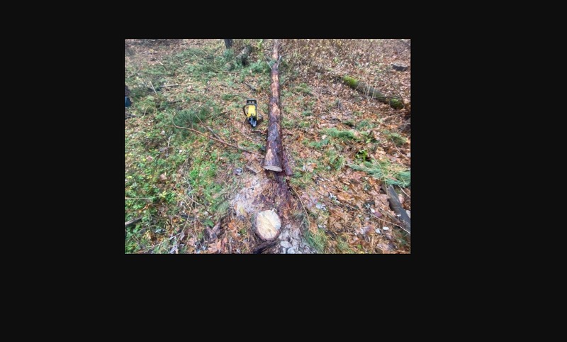 
		
		В Пензенской области лесоруба придавило деревом
		
	