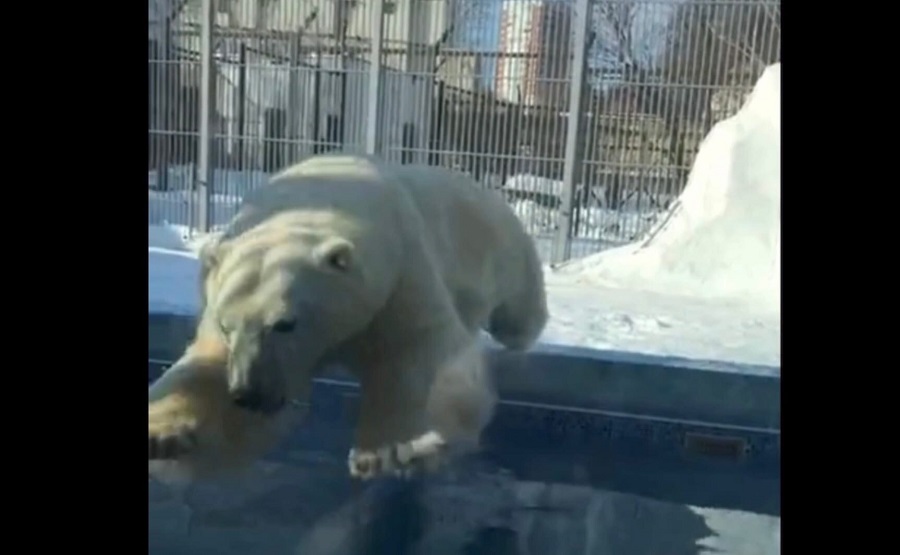 
		
		Пензенский медведь Умка резвится в бассейне и на снегу - видео
		
	