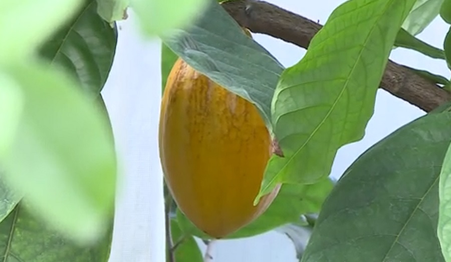 
		
		В пензенском ботаническом саду на дереве какао впервые за 10 лет созрел плод
		
	
