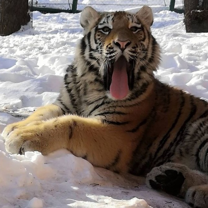 
		
		«Зевок дня»: директор пензенского зоопарка показал смешное фото тигренка
		
	