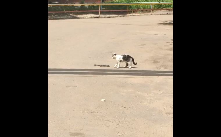 
		
		Житель Пензы снял на видео битву кота и змеи
		
	