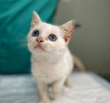 
		
		Голубоглазый котенок Лютик нуждается в помощи пензенцев
		
	
