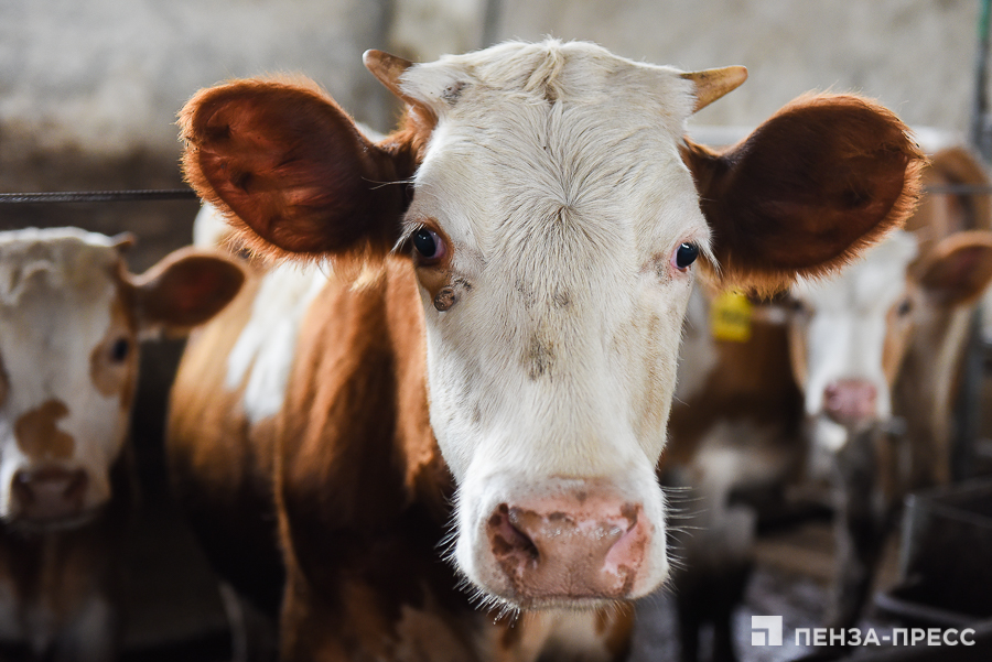 
		
		В Пензенской области на 22% вырос валовый надой молока
		
	