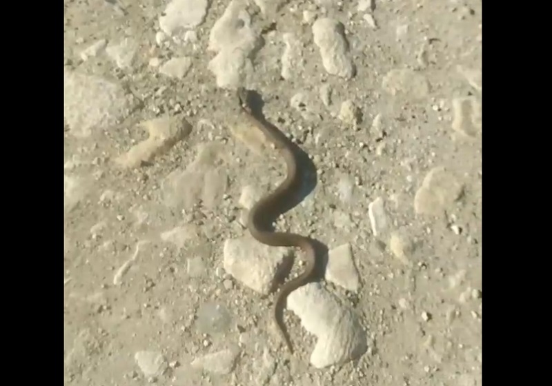 Змеи в калининградской области фото и описание