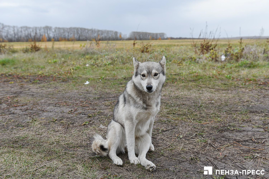 Фото Собак В Пензе