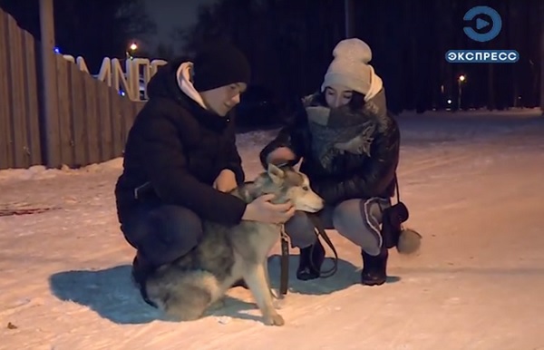 В Пензе две собаки гуляли.